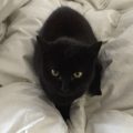 Photo of Cat Missy for Happy Tails