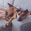 Photo of Dog Valentine for Happy Tails