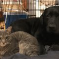 Happy Tails photo of Cat Don (now Dondo)