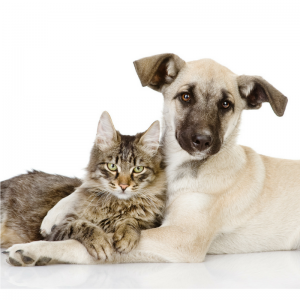 Shepherd dog hugging a tabby cat